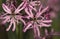 Ragged Robin, Echte koekoeksbloem, Lychnis flos-cuculi