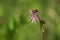 A Ragged-Robin flower, Lychnis flos-cuculi, growing in a meadow in spring.