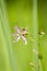 Ragged-Robin flowers, Lychnis flos-cuculi