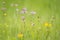 Ragged-Robin flowers, Lychnis flos-cuculi