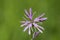 Ragged-Robin flowers, Lychnis flos-cuculi