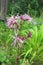 Ragged-Robin (Lychnis flos-cuculi)