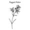 Ragged-Robin Lychnis flos-cuculi , medicinal plant