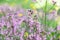 Ragged-robin Silene flos-cuculi, close-up of star-shaped flowers