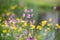 Ragged-robin, Silene flos-cuculi, flowering in a meadow