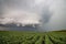 A ragged storm cloud hovers over soybean fields in the midwestern United States.