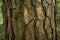 Ragged, textured bark of pine tree. Close-up horizontal image