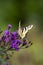 Ragged tiger swallowtail on purple flower