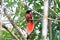 Raggiana Bird-of-paradise