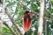 Raggiana Bird-of-paradise