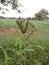 Ragi crop green plant nÃ£ture