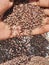 Ragi or Finger Millet holding in hand and spreading to dry under the sunlight in a ground in house terrace at Bangalore, Karnataka