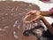 Ragi or Finger Millet holding in hand and spreading to dry under the sunlight in a ground in house terrace at Bangalore, Karnataka