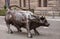 Raging bull statue at stock exchange, Amsterdam, Netherlands