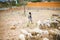 The Raglai shepherds, herding the sheep to the stable in Ninh Thuan, Vietnam