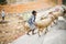 The Raglai shepherds, herding the sheep to the stable in Ninh Thuan, Vietnam