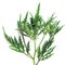 Ragweed (Ambrosia artemisifolia