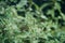 Ragweed bushes. Ambrosia artemisiifolia causing allergy dangerous weed