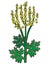 Ragweed bushes. Ambrosia artemisiifolia causing allergy summer and autumn