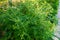 Ragweed bushes. Ambrosia artemisiifolia causing allergy summer and autumn. ambrosia is a dangerous weed. its pollen causes a