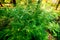 Ragweed bushes. Ambrosia artemisiifolia causing allergy summer and autumn. ambrosia is a dangerous weed. its pollen causes a