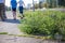 Ragweed bushes. Ambrosia artemisiifolia dangerous allergy-causing plant growing in city along roadsides in summer and