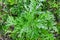 Ragweed bushes. Ambrosia artemisiifolia shrubs that causes allergic reactions. Young bush have not yet bloomed ambrosia