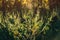 Ragweed flowering plants in the genus Ambrosia, it\\\'s pollen is a common allergen