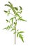 Ragweed plant