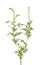 Ragweed plant isolated on white background. Ambrosia artemisiifolia