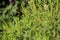 Ragweed plants