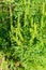 Ragweed plants