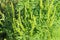 Ragweed plants