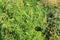 Ragweed plants