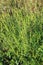 Ragweed plants