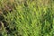 Ragweed plants