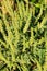 Ragweed plants