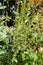 Ragweed plants