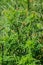 Ragweed plants Ambrosia artemisiifolia causing allergy