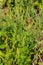 Ragweed plants Ambrosia artemisiifolia causing allergy