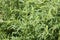 Ragweed plants Ambrosia artemisiifolia causing allergy