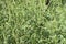 Ragweed plants Ambrosia artemisiifolia causing allergy