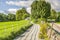 Ragwort on English county lane