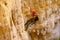 Rahaf valley, with abseiling. Judaean Desert