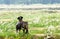 Raiding Elephant at monsoon season in Nepal