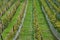 Railing fencing rest area above the vineyard using red bricks creates a regular airy grid paving in stripes overgrown with lawn wo