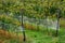 Railing fencing rest area above the vineyard using red bricks creates a regular airy grid paving in stripes overgrown with lawn wo