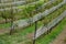 Railing fencing rest area above the vineyard using red bricks creates a regular airy grid paving in stripes overgrown with lawn wo