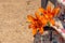 On the railing hangs a children`s backpack in which orange lily flowers