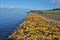 Railing with orange moss and lichen, macro detail, Scottish coast